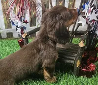 Suzy, a female Miniature Dachshund for sale in Harrison, AR – 6 of 10