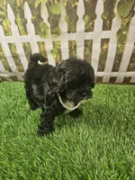 Baby, a female Shihpoo for sale in Harrison, AR – 5 of 10