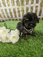 Aria, a female Shihpoo and Poodle - Miniature  for sale in Harrison, AR – 3 of 10