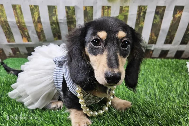 Lucy – Miniature Dachshund puppy for sale in Harrison, AR