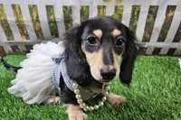 Lucy, a female Miniature Dachshund for sale in Harrison, AR – 1 of 9