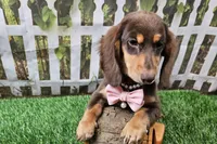 Candy, a female Miniature Dachshund for sale in Harrison, AR – 4 of 8