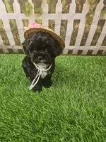 Baby, a female Shihpoo for sale in Harrison, AR – 9 of 10