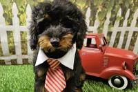 Stan, a male Cavapoo for sale in Harrison, AR – 1 of 9