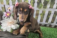 Candy, a female Miniature Dachshund for sale in Harrison, AR – 1 of 8