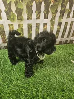 Baby, a female Shihpoo for sale in Harrison, AR – 4 of 10
