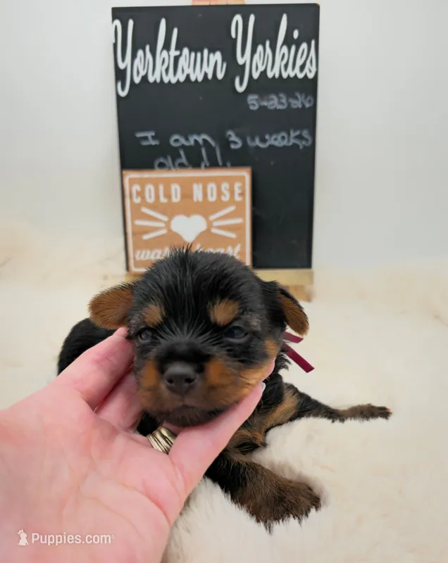 Lilly – Yorkshire Terrier puppy for sale in Belleville, IL