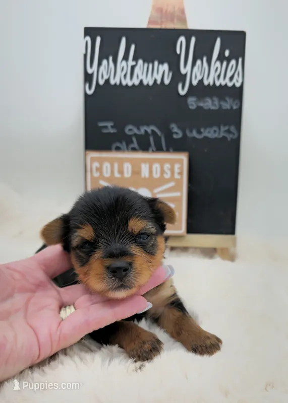 Louie – Yorkshire Terrier puppy for sale in Belleville, IL