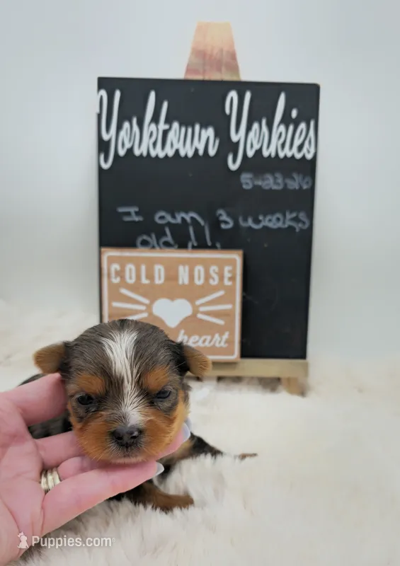 Logan – Yorkshire Terrier puppy for sale in Belleville, IL