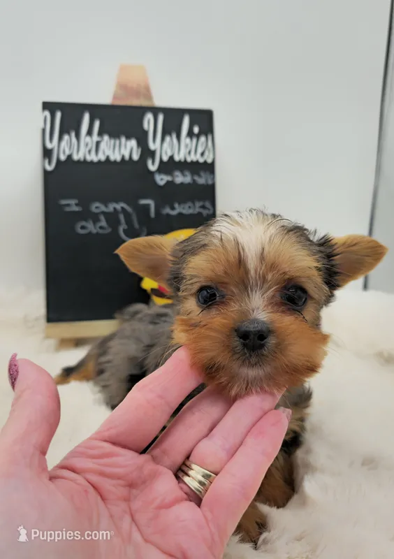 Logan – Yorkshire Terrier puppy for sale in Belleville, IL