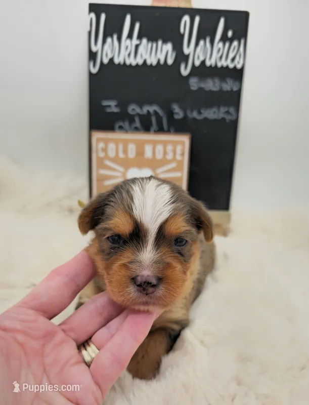 Milo – Yorkshire Terrier puppy for sale in Belleville, IL