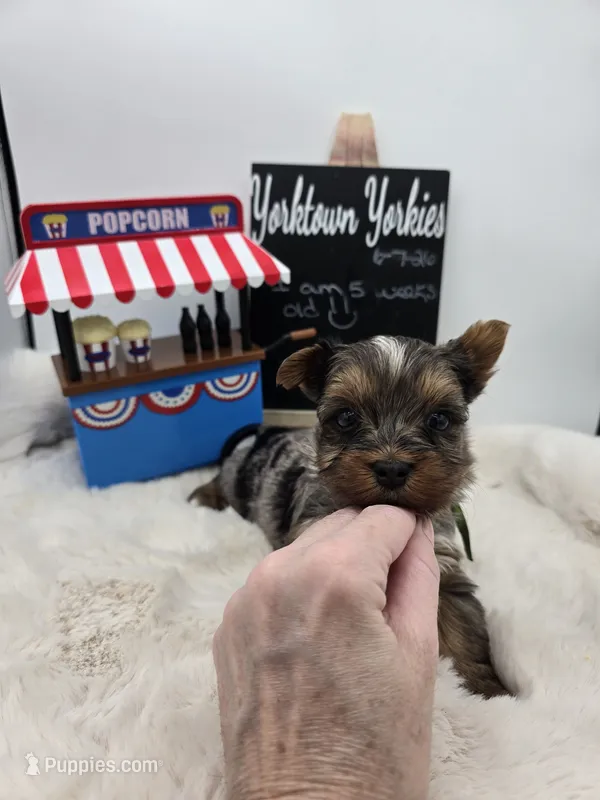 Marley – Yorkshire Terrier puppy for sale in Belleville, IL