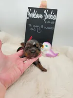 Marty, a male Yorkshire Terrier for sale in Belleville, IL – 5 of 6
