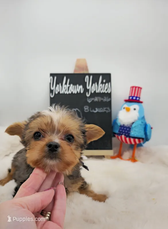Logan – Yorkshire Terrier puppy for sale in Belleville, IL