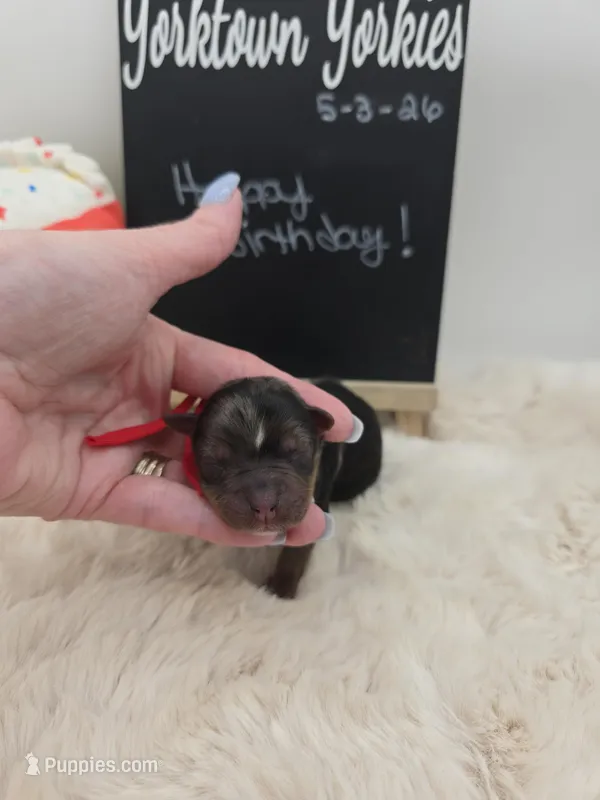 Marty – Yorkshire Terrier puppy for sale in Belleville, IL