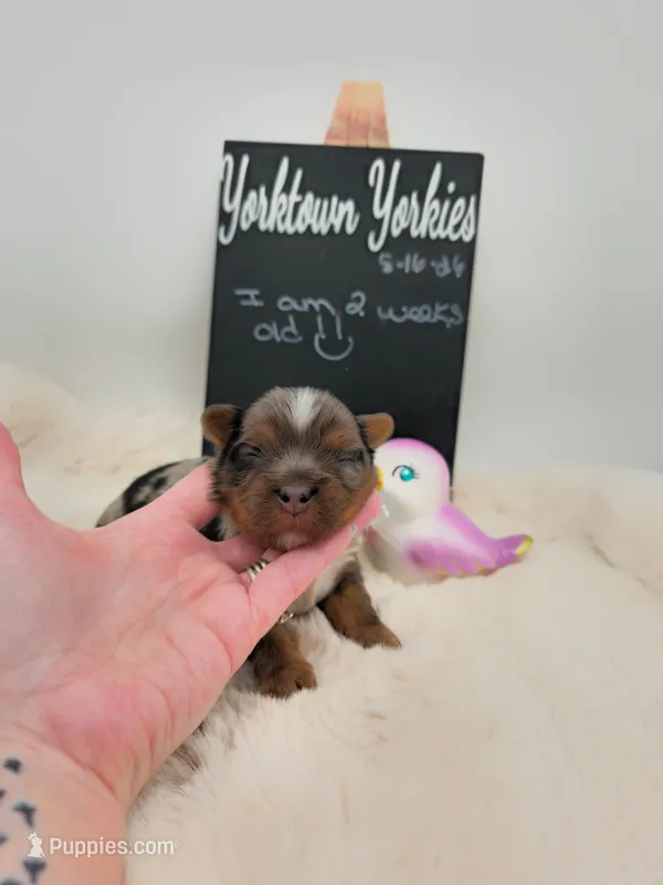 Marley – Yorkshire Terrier puppy for sale in Belleville, IL