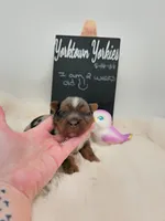 Marley, a male Yorkshire Terrier for sale in Belleville, IL – 4 of 7