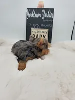 Logan, a male Yorkshire Terrier for sale in Belleville, IL – 2 of 5