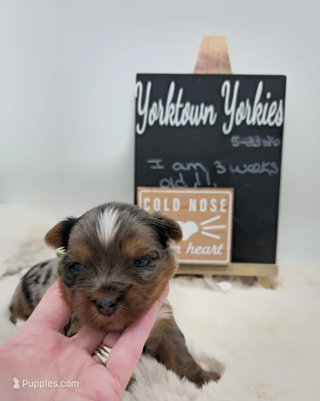 Marley – Yorkshire Terrier puppy for sale in Belleville, IL