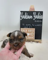 Marley, a male Yorkshire Terrier for sale in Belleville, IL – 3 of 7