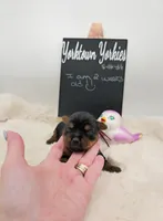 Lilly, a female Yorkshire Terrier for sale in Belleville, IL – 6 of 7