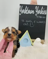 Logan, a male Yorkshire Terrier for sale in Belleville, IL – 5 of 5