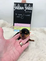 Luke, a male Yorkshire Terrier for sale in Belleville, IL – 7 of 7