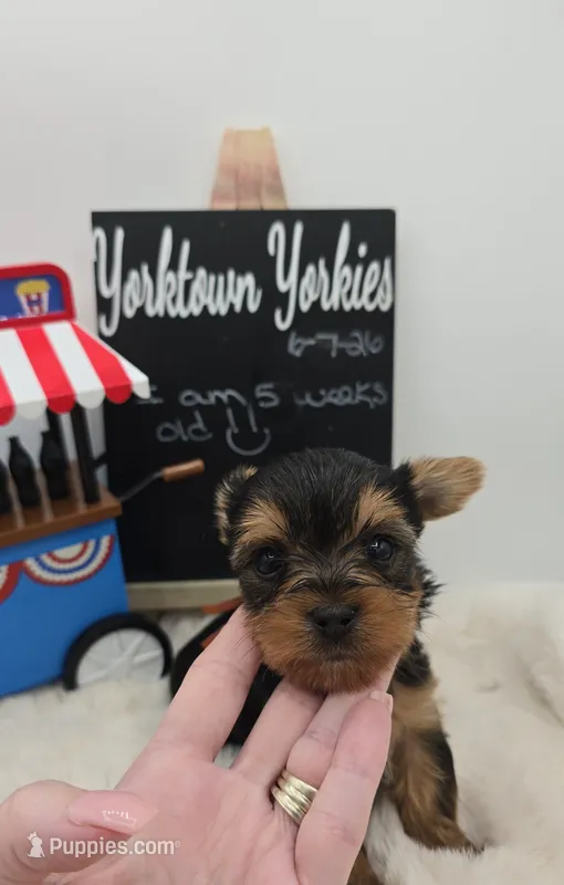 Luke – Yorkshire Terrier puppy for sale in Belleville, IL