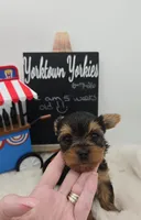 Luke, a male Yorkshire Terrier for sale in Belleville, IL – 1 of 7