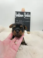 Lilly, a female Yorkshire Terrier for sale in Belleville, IL – 2 of 7