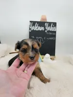 Max, a male Yorkshire Terrier for sale in Belleville, IL – 6 of 6