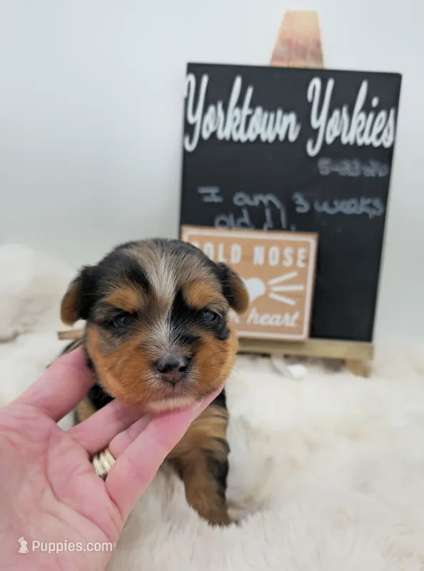 Max – Yorkshire Terrier puppy for sale in Belleville, IL
