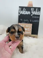 Max, a male Yorkshire Terrier for sale in Belleville, IL – 4 of 6