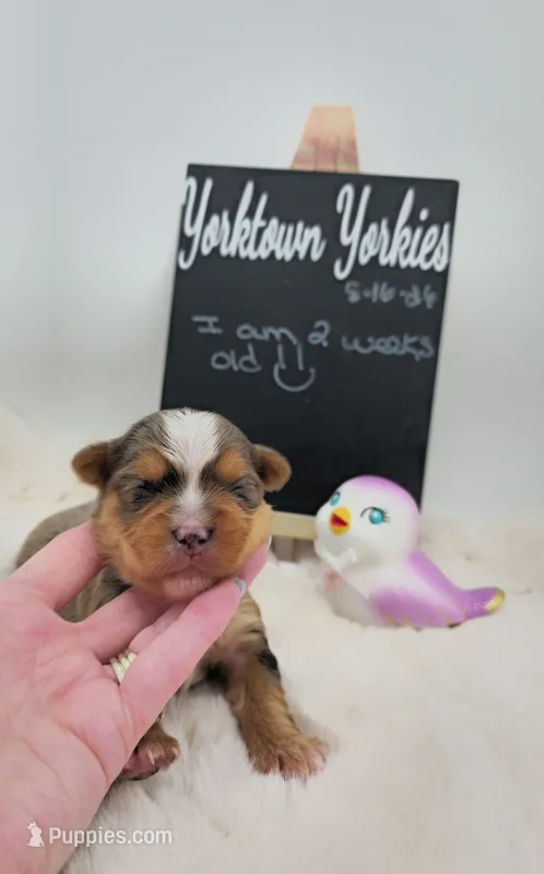 Milo – Yorkshire Terrier puppy for sale in Belleville, IL
