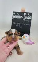 Milo, a male Yorkshire Terrier for sale in Belleville, IL – 4 of 7