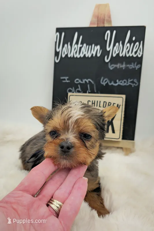 Logan – Yorkshire Terrier puppy for sale in Belleville, IL