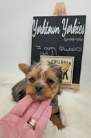 Logan, a male Yorkshire Terrier for sale in Belleville, IL – 1 of 5