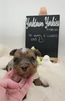 Marley, a male Yorkshire Terrier for sale in Belleville, IL – 2 of 7