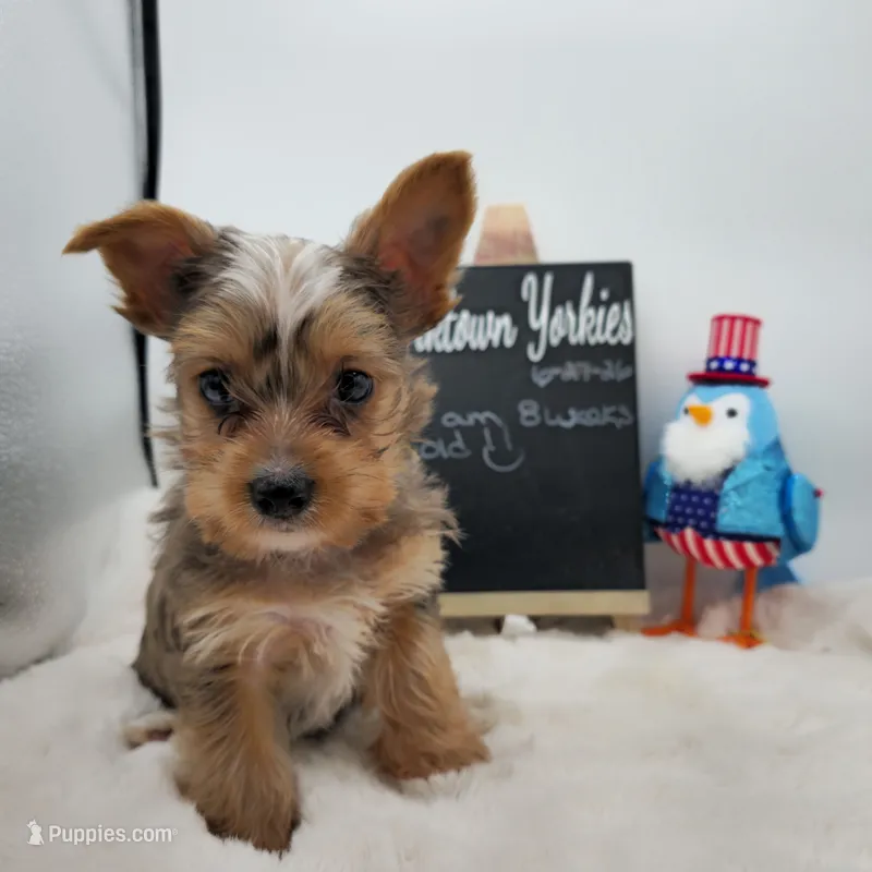 Milo – Yorkshire Terrier puppy on hold in Belleville, IL