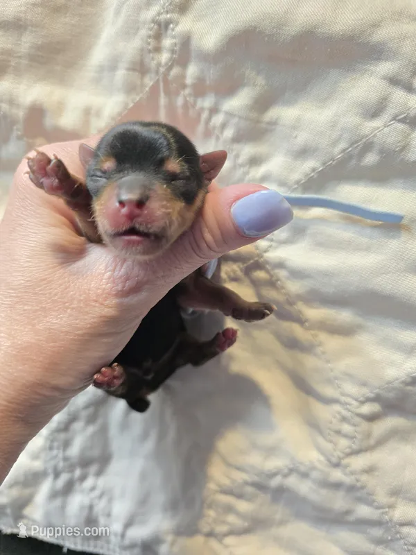 Louie – Yorkshire Terrier puppy for sale in Belleville, IL