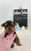 Luke, a male Yorkshire Terrier for sale in Belleville, IL – 2 of 7
