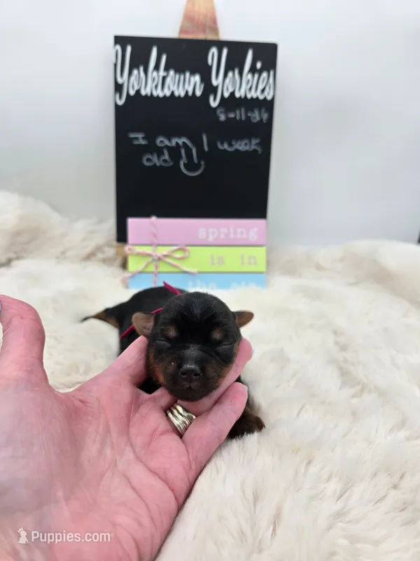 Lilly – Yorkshire Terrier puppy for sale in Belleville, IL