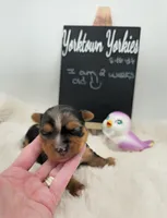 Max, a male Yorkshire Terrier for sale in Belleville, IL – 5 of 6
