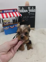 Logan, a male Yorkshire Terrier for sale in Belleville, IL – 3 of 5