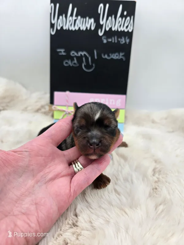 Marty – Yorkshire Terrier puppy for sale in Belleville, IL