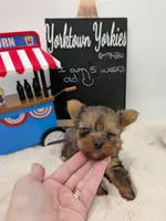 Logan, a male Yorkshire Terrier for sale in Belleville, IL – 4 of 5