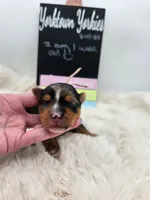 Max, a male Yorkshire Terrier for sale in Belleville, IL – 3 of 6