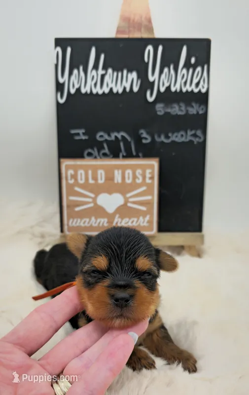 Luke – Yorkshire Terrier puppy for sale in Belleville, IL