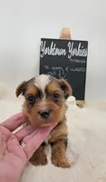 Milo, a male Yorkshire Terrier for sale in Belleville, IL – 2 of 7