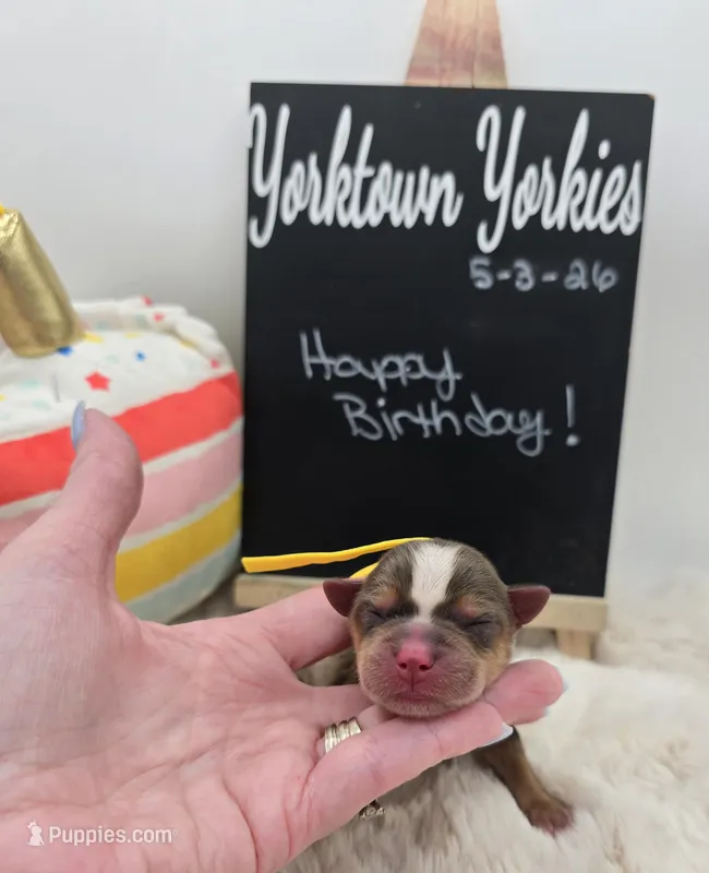Milo – Yorkshire Terrier puppy for sale in Belleville, IL